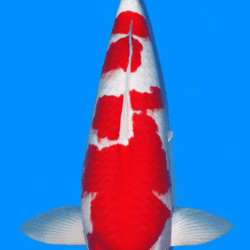 Red and white 锦鲤 fish on a blue background