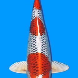A single Kujaku koi fish, predominantly white with red and black patterns, swimming against a blue background.