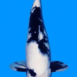 A photograph of a 19-inch Shiro Utsuri koi fish, predominantly white with black markings, swimming in blue water.