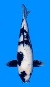 25054 shiro utsuri 2 year female 19" koi fish A 19-inch female Shiro Utsuri Koi fish, predominantly white with black markings, swimming against a blue background.