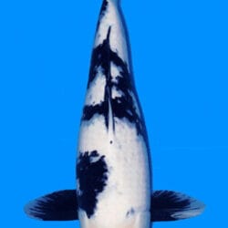 A 19-inch female Shiro Utsuri Koi fish, predominantly white with black markings, swimming against a blue background.