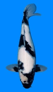 25055 shiro utsuri 2 year female 19" sold A photograph of a 19-inch Shiro Utsuri koi fish, predominantly white with black markings, swimming in a blue container.