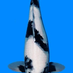 A photograph of a 19-inch Shiro Utsuri koi fish, predominantly white with black markings, swimming in a blue container.