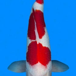 A photograph of a Tancho Kohaku koi fish, predominantly white with large red markings, swimming in blue water.