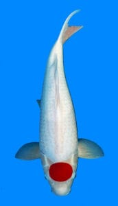 25057 doitsu tancho kohaku 3 year female 23" A photograph of a Doitsu Tancho Kohaku koi fish with a predominantly white body and a large red spot on its head.