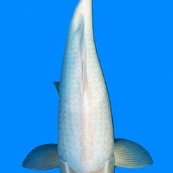 A photograph of a Doitsu Tancho Kohaku koi fish with a predominantly white body and a large red spot on its head.