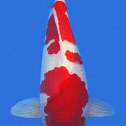 Red and white 锦鲤 fish on a blue background