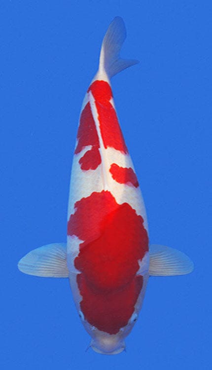 Red and white 锦鲤 fish on a blue background