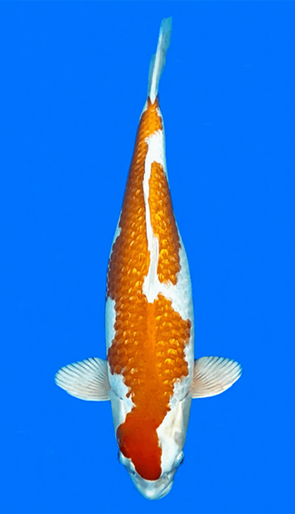 260010 Ginrin Sakura Female 3 Year 19" Koi Fish