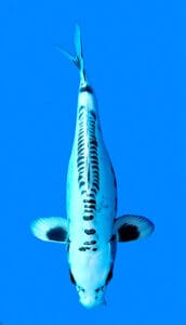 26002 doitsu shiro utsuri 2 year female 15" koi fish 26002 Doitsu Shiro Utsuri 2 Year Female 15" Koi Fish