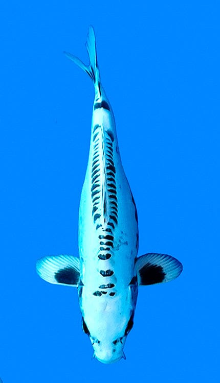 26002 Doitsu Shiro Utsuri 2 Year Female 15" Koi Fish