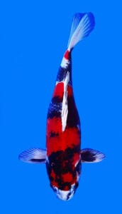 26003 kin showa 2 year female 14" koi fish Colorful koi fish against a blue background