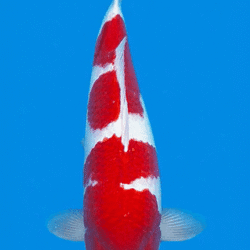 Red and white锦鲤 fish on a blue background