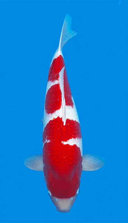 Red and white锦鲤 fish on a blue background