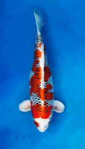 26007 kujaku 3 year female 21" koi fish Colorful 26007 Kujaku 3 Year Female 21" Koi Fish on a blue background