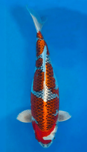 26009 kujaku 3 year female 22" koi fish Colorful 26009 Kujaku 3 Year Female 22" Koi Fish swimming against a blue background