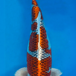 Colorful 26009 Kujaku 3 Year Female 22" Koi Fish swimming against a blue background