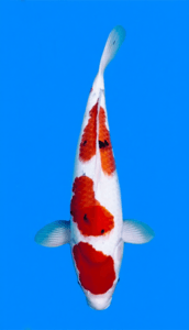26011 sanke 3 year female 22" koi fish Colorful 26011 Sanke 3 Year Female 22" Koi Fish on a blue background