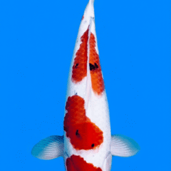 Colorful 26011 Sanke 3 Year Female 22" Koi Fish on a blue background