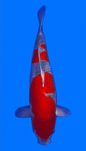 26012 goshiki 3 year female 20" koi fish Colorful 26012 Goshiki 3 Year Female 20" Koi Fish against a blue background