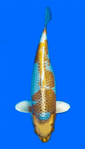 26013 kin matsuba 3 year female 20" koi fish Colorful 26013 Kin Matsuba 3 Year Female 20" Koi Fish on a blue background