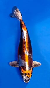 26014 beni kikokuryu 3 year female 22" koi fish Decorative 26014 Beni Kikokuryu 3 Year Female 22" Koi Fish with a multicolored pattern on a blue background