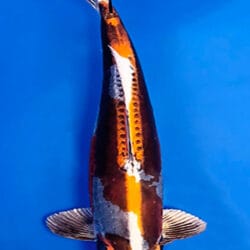 Decorative 26014 Beni Kikokuryu 3 Year Female 22" Koi Fish with a multicolored pattern on a blue background