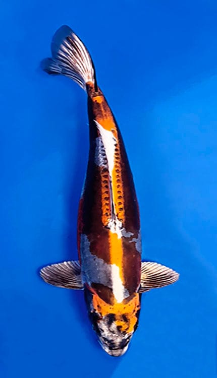 Decorative 26014 Beni Kikokuryu 3 Year Female 22" Koi Fish with a multicolored pattern on a blue background