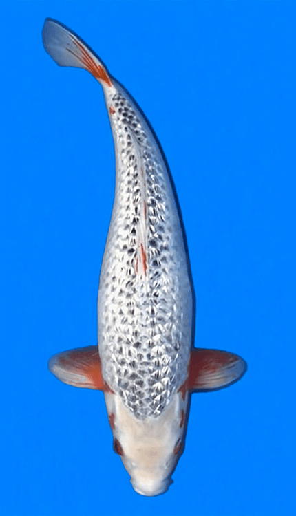 Decorative 26015 Ginrin Asagi 3 Year Female 22" Koi Fish with a patterned body on a blue background