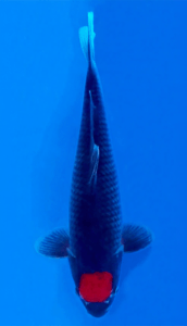 26017 tancho goshiki 2 year female 15" koi fish 26017 Tancho Goshiki 2 Year Female 15" Koi Fish