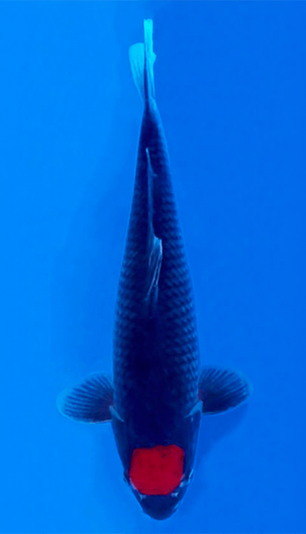 26017 Tancho Goshiki 2 Year Female 15" Koi Fish