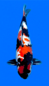 26018 ginrin showa 4 year female 26" koi fish 26018 Ginrin Showa 4 Year Female 26" Koi Fish