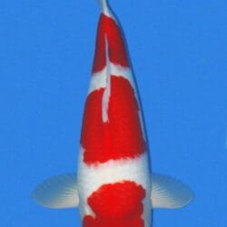 The Kohaku Koi comes in a variety of white and red shades, but the highest quality or grade would have red patterns that match the color of the Japanese flag, and the body color should be pure white like snow (Often, the color pattern is more orange-ish than red.) The Koi fish should have well-defined colors with fine edges that distinguish the body's white and red regions. To be highly graded, certain areas of the body should not have any red spots or patterns, such as fins, around the mouth and lower port