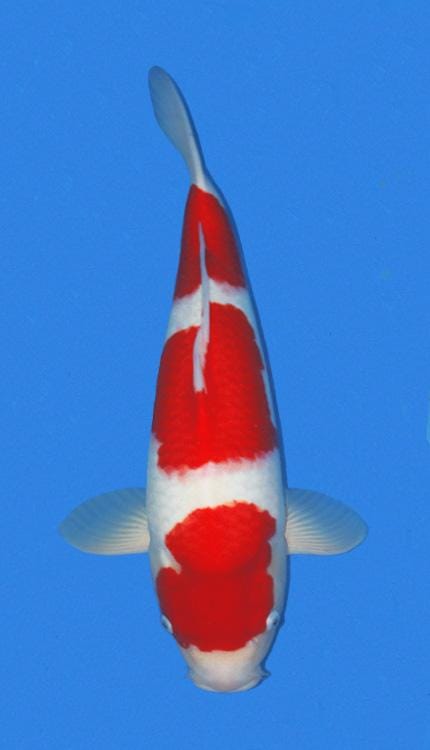 The Kohaku Koi comes in a variety of white and red shades, but the highest quality or grade would have red patterns that match the color of the Japanese flag, and the body color should be pure white like snow (Often, the color pattern is more orange-ish than red.) The Koi fish should have well-defined colors with fine edges that distinguish the body's white and red regions. To be highly graded, certain areas of the body should not have any red spots or patterns, such as fins, around the mouth and lower port