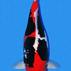 A photograph of a Beni Kumonryu fish, predominantly red with black and white patterns, against a blue background.