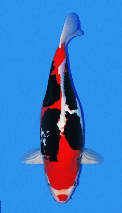 A photograph of a Beni Kumonryu fish, predominantly red with black and white patterns, against a blue background.