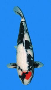 34002 valentine heart showa 3 years female 23" sold A Showa koi fish with predominantly black coloring, featuring red and white markings, shown from the side against a blue background.