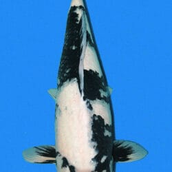 A Showa koi fish with predominantly black coloring, featuring red and white markings, shown from the side against a blue background.