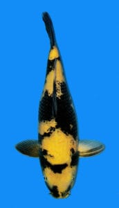 34003 ki utsuri koi fish 2 years female 18" The "Ki Utsuri" is a striking pattern seen in koi fish, characterized by its bold yellow markings contrasting with a deep black base. This unique color combination creates a captivating and dynamic appearance, making Ki Utsuri a popular choice among koi enthusiasts. The distinct yellow and black hues not only highlight the koi's graceful movements but also symbolize good fortune and happiness in Japanese culture. Perfect for adding a vibrant touch to any koi pond, the Ki Utsuri is a testament to the beauty