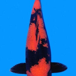A close-up image of a female Hi Utsuri Koi fish with striking red and black markings against a blue background.