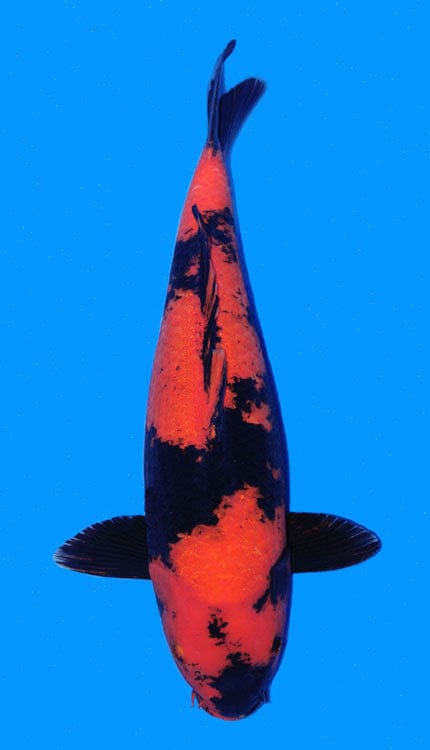 A close-up image of a female Hi Utsuri Koi fish with striking red and black markings against a blue background.