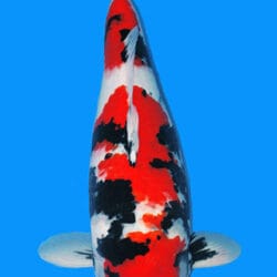 An image of a Showa Koi fish with predominantly red, black, and white coloring, showcasing its sleek body and distinctive markings.