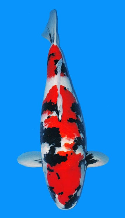 An image of a Showa Koi fish with predominantly red, black, and white coloring, showcasing its sleek body and distinctive markings.