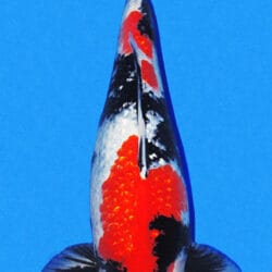 A photograph of a female Ginrin Showa koi fish, predominantly white with black and orange markings, against a blue background.