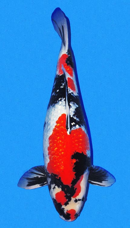 A photograph of a female Ginrin Showa koi fish, predominantly white with black and orange markings, against a blue background.