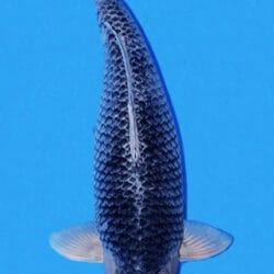 A Tancho Goshiki combines the clean focal appeal of a tancho marking with the layered depth that makes Goshiki such a distinctive Japanese koi variety. In this form of Nishikigoi, the fish is recognized by a red head marking set against a lighter head, while the body carries the darker blue, gray, or black-based character associated with Goshiki. That contrast between a simple, centered tancho and the more textured, reticulated body gives the variety a very refined but visually interesting presence in the w