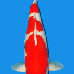 A single Kohaku koi fish with a predominantly white and red coloration, displaying a female form, viewed from above against a blue background.