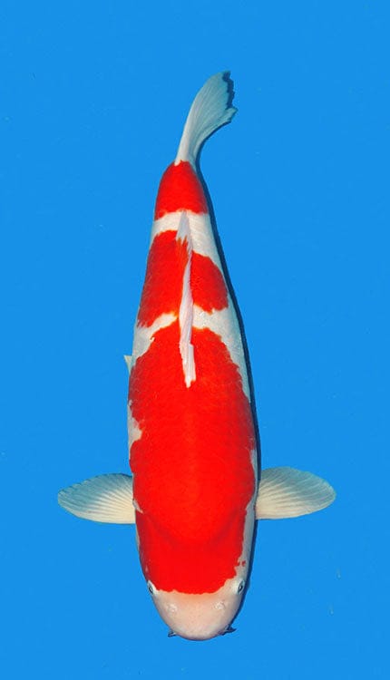 A single Kohaku koi fish with a predominantly white and red coloration, displaying a female form, viewed from above against a blue background.