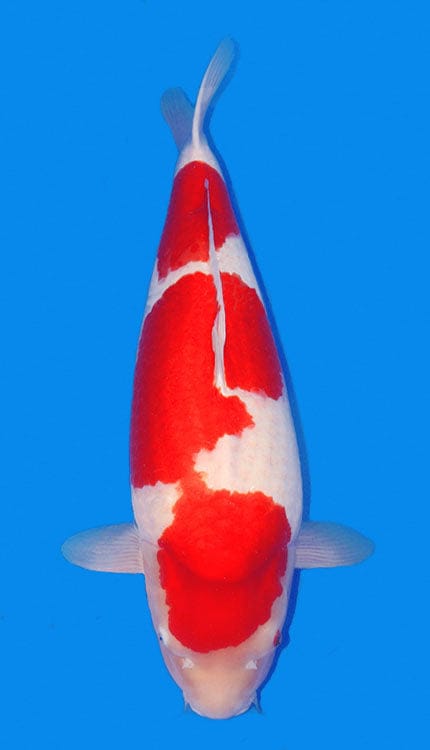 A Jumbo Kohaku has the timeless elegance of Kohaku, paired with the added power and presence that come with exceptional size. As one of the most iconic varieties in Japanese koi, Kohaku is defined by rich beni over a clean white base, and in a jumbo example those classic qualities are displayed on a much larger, more commanding frame. The appeal of a Jumbo Kohaku lies not only in its scale, but in how well the pattern, body, and skin quality hold together as the fish grows. A strong example should still sho