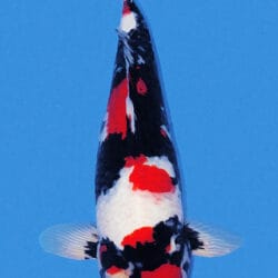 A Showa koi, or Showa Sanshoku, is a powerful and expressive variety of Japanese koi known for its dynamic combination of sumi, beni, and shiroji. Unlike Kohaku or Sanke, Showa is a black-based Nishikigoi, meaning the sumi forms the foundation of the pattern and rises through the body beneath the red and white. A strong Showa often shows bold contrast, balanced movement in the pattern, and the kind of dramatic presence that makes the variety stand out immediately in the pond. Traditional markers such as men